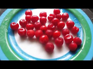 ユスラウメの実を使って果実酒を作る Making fruit wine using sour cherries.