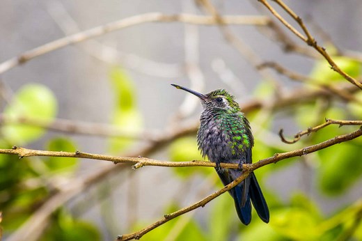 What Is a Group of Hummingbirds Called?