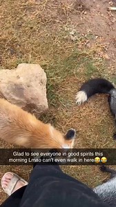 You could walk among the foxes too!!! Message us to schedule a tour! #fox #foxpark #oklahoma #rescue #animals #thingstodo | Nomad's Animal Encounter