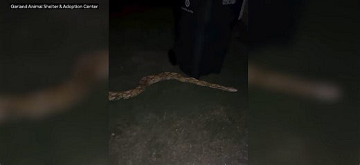 Texas Man Trapped on Truck by Massive 15-Foot Python