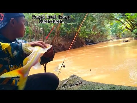Overwhelmed,,,Fishing for Yellow Baung Fish In A Muddy River With Fast Currents In The Forest,,