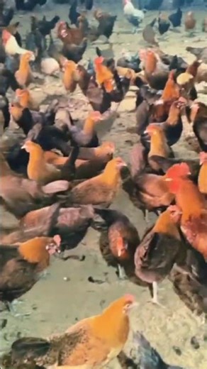 The Battle of the Roosters Aseel V Desi😱😱 #Shorts #birds#shoqeen log 🥰