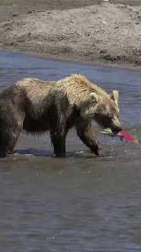 Unbelievable Bear Fishing Skills Caught on Camera | Wild Nature at Its Best!