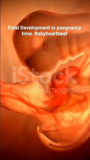 Fetal Development In Pregnancy Time |The Creator's Miracle #pregnancy #pregnant #fetusdevelopment