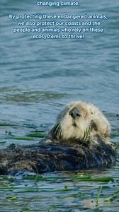 73K views · 2.1K reactions | In kelp forests vast, where waves softly sway, Dwells a creature revered for its engineering forte. With luscious fur and eyes full of glee, The sea otter emerges, a marvel to see. Like guardians of the ocean, they tend to the kelp, Keeping it healthy, providing it help. By dining on urchins and crabs with delight, They maintain harmony, day and night. Tell us what you love, hooray, As we celebrate World Otter Day! | Monterey Bay Aquarium | Facebook