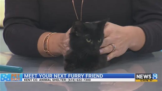 KCAS Pets of the Week: Cassie, Pebble and Crunch