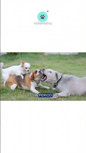 The Complete Guide to a Dog's Life Cycle: From Puppy to Senior Part 1