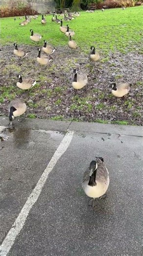 Canada Geese Walk Towards Me! #geese #canadagoose #birds #naturalbeauty #birdwatching #wildlife