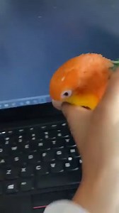 Typing Master pro max. ��