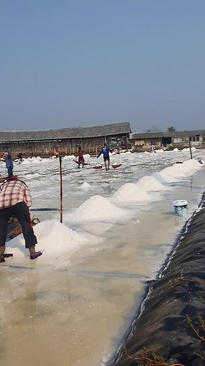 Discover the Art of Salt Farming in Action