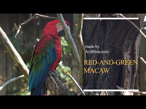 Red-and-Green Macaw / Green-Winged Macaw [Ara Chloropterus]