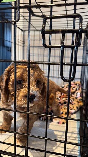Sweet Dreams little Sweet Ones!!!!!! Crate training has begun!!!! ⭐️🌗💤🐶🐾💛 | Cottage Country Cockapoos