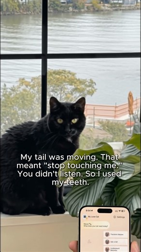Testing the cat translator app. Link in BIO #cat #translator #talk #cattranslator #meow