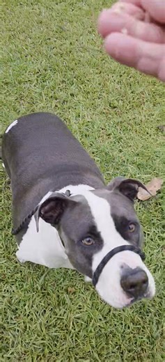 12 reactions | Frida learning not to be reactive around the Turkeys.At Australian Pet Boarding and k9 Specialist Dog Training Centre Kempsey Qualified Dog Behaviourist Dog Training and Dog Boarding packages available 65624618 | Australian Pet Boarding and K9 Training Centre | Facebook