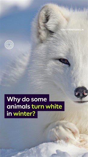 We’re used to changing clothes for the seasons - but did you know that many animals do too? 🧣 See how and why some species go white in the winter in this week’s Surprising Science! ❄️ | Natural History Museum, London