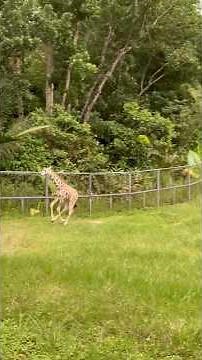 A Peaceful Giraffe Walking in Green Nature 🦒 | Wildlife Moment