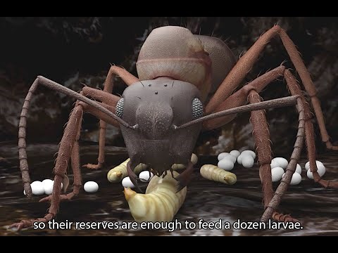 ANT LIFE : Young queens live dangerously