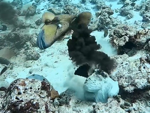 动物观察之褐拟鳞鲀Titan triggerfish和章鱼的搏命游戏