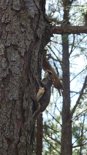 4.2K views · 59 reactions | 朗Fast facts about flying squirrels ⬇️⬇️...