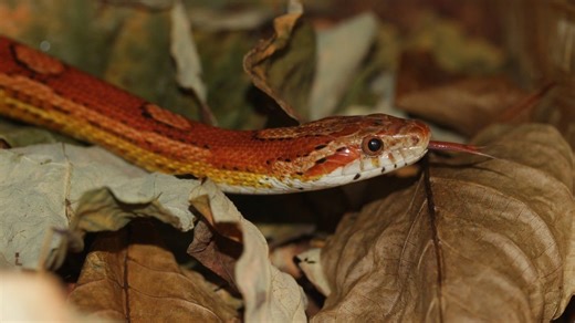Watch your toes in this state park! It is the most snake infested in GA