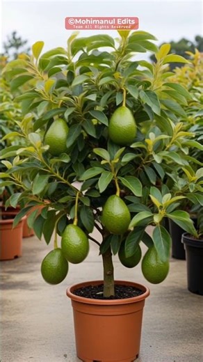 Seed to avocado—Little Cado’s full growth journey captured in time-lapse 🥑#NatureVideo #AvocadoPlant