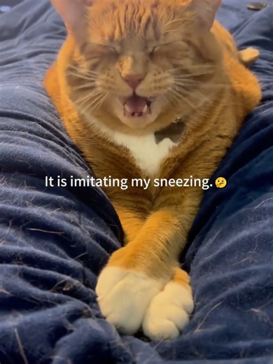 When Your Cat is a Copycat