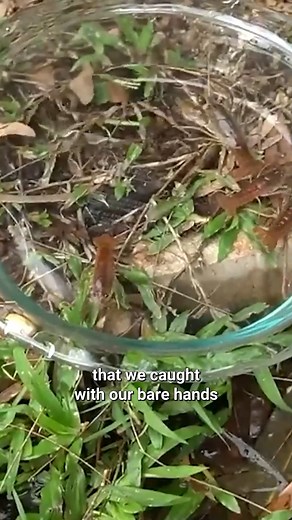 Pomd Crayfish gets trapped easily! #fishing #lobster #pond #crayfish | Zak Catch Em