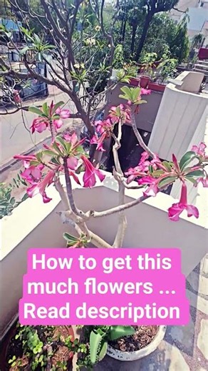 How to Get this much flowers in adenium Plant..