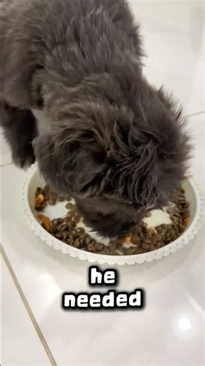 He Saw A "Black Shadow" Moving In The Fast Lane... 😱🚗 #shorts #animals #usa