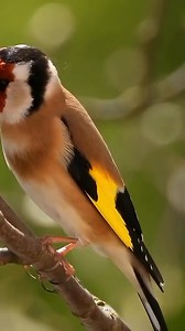 The song of the goldfinch in the wild 🎶🐦❤️ #goldfinch #singing #hunting #nature #Sounds_of_nature #birds #cage #breeding #Morocco #Algeria | Wild Bird Beauty