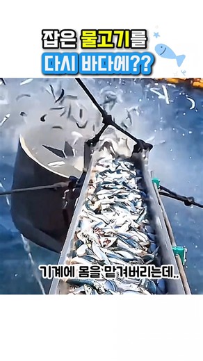 “먹이 주는 스케일부터 다르다”거대한 참치 양식장의 식사 시간