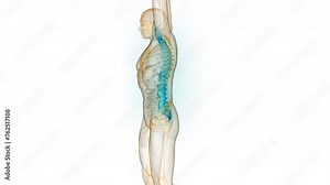 Spinal Cord Vertebral Column of Human Skeleton System Anatomy Animation Concept