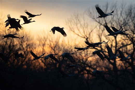When do sandhill cranes reach Michigan? See migration timeline