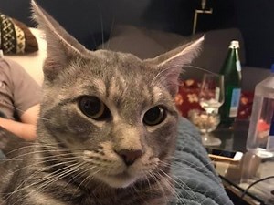 Adorable Adoptable Pets Of The Week From Humane Rescue Alliance