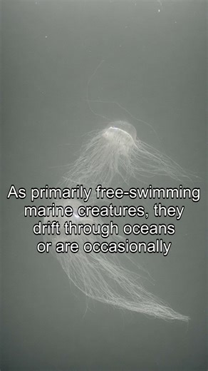 This animal has survived for millions of years