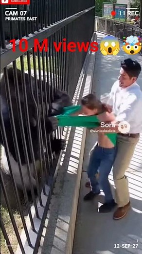 This Gorilla Grabbed Her Shirt and Didn't Let Go #gorilla #zoo #shorts
