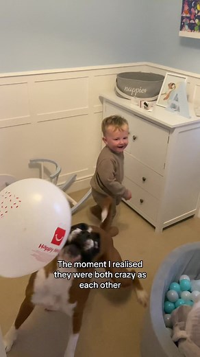 Hilarious Boxer Dogs Enjoying a Balloon
