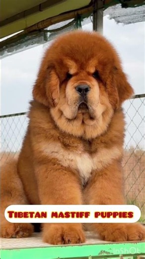 Tibetan Mastiff Puppies Growing Into Giant Guardians! 🐶 #shorts