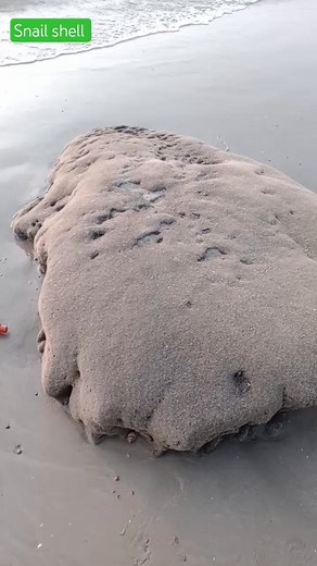 snail shell,conch shell at ware beach.#kokan.