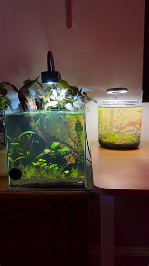 Allison B on Instagram: "day vs night in the aquariums—which one do you prefer? #aquarium #aquascape #freshwateraquarium #aquascaping #bettatank"