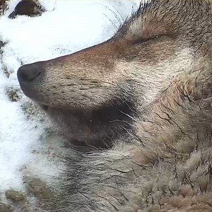 11K views · 4.2K reactions | Snowy days mixed with rain mean bad hair days for humans, but not for wolves! Thanks to a rain-slicking outer layer of guard hairs and an insulating under coat, wolves are extra prepared for winter weather. Curl up with Mexican gray wolf Jean via live webcams 殺 ➡ https://bit.ly/38pw9J8 | Wolf Conservation Center | Facebook