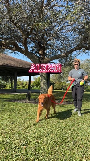 New leash exercise!! Step 1. Use the back clip of your harness and put the leash across the dogs shoulders. Step 2. Back away with energy, mark when the dog responds and give reinforcement. Step 3. Repeat! And apply to engagement exercises, leash training, walks, distractions, etc. Comment down below your results with this exercise! ⬇️⬇️⬇️⬇️⬇️⬇️ #fyp #dogtrainer #dogtraining #positivereinforcement #fl