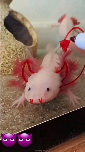 Axolotls: The Smiling Salamanders ||#axolotl