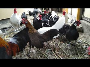 Bantamky, rosecomb bantams, Bantam