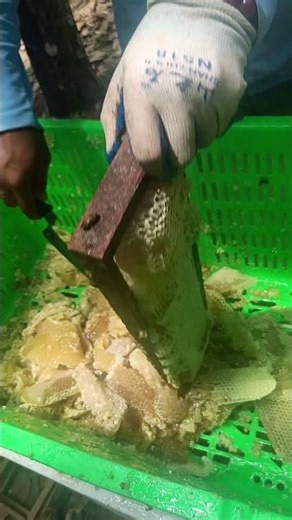 Watch Pure Honey Flow 🍯🐝 Honey Uncapping Process #shorts