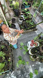 How to make a simple pruning tool for your garden! 🍃 #garden #gardendiy #pruning #bamboo | Judy Bao Garden
