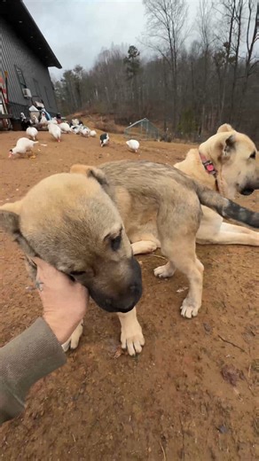Nate Petroski | Large breed working dogs vs small breed lap dogs #narrowayhomestead #offgrid #farmdog #livestockguardian #lapdog #pets #workingbreeds | Instagram