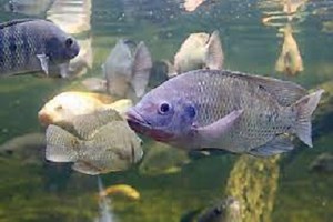 Cara Mudah Bela Ikan Tilapia: 4 Asas Penting untuk Pembiakan yang Sukses - motivasinformasi