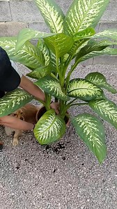 486K views · 7.5K reactions | ✅ Healthy Root Care Tips for Dieffenbachia:  Water only when the top 1–2 inches of soil are dry. 華 Use light, well-draining soil (e.g., aroid mix with perlite).  Repot every 1–2 years and trim rotten roots.  Maintain moderate humidity with good airflow.  Avoid soggy soil and pots without drainage. #dieffenbachia #snow #tropical #beauty #reels #fyp #follower #viral #fypシ #viralreels #fb | Decor & Beauty | Facebook