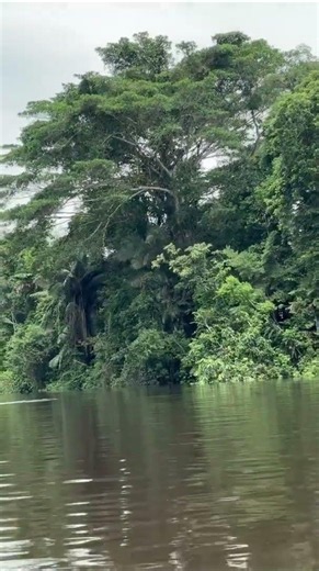 Exploring the Amazon River, Ecuador, Responsible Travel South America from Félix B. 🇪🇨